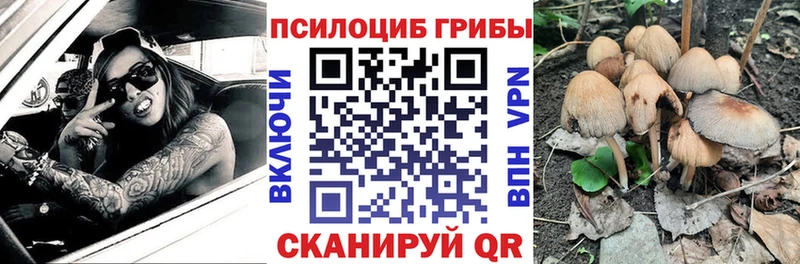 купить закладку  Навашино  Псилоцибиновые грибы Psilocybe 